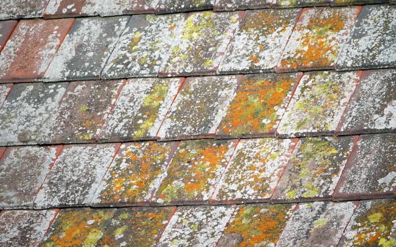 roof slates with moss and lichen