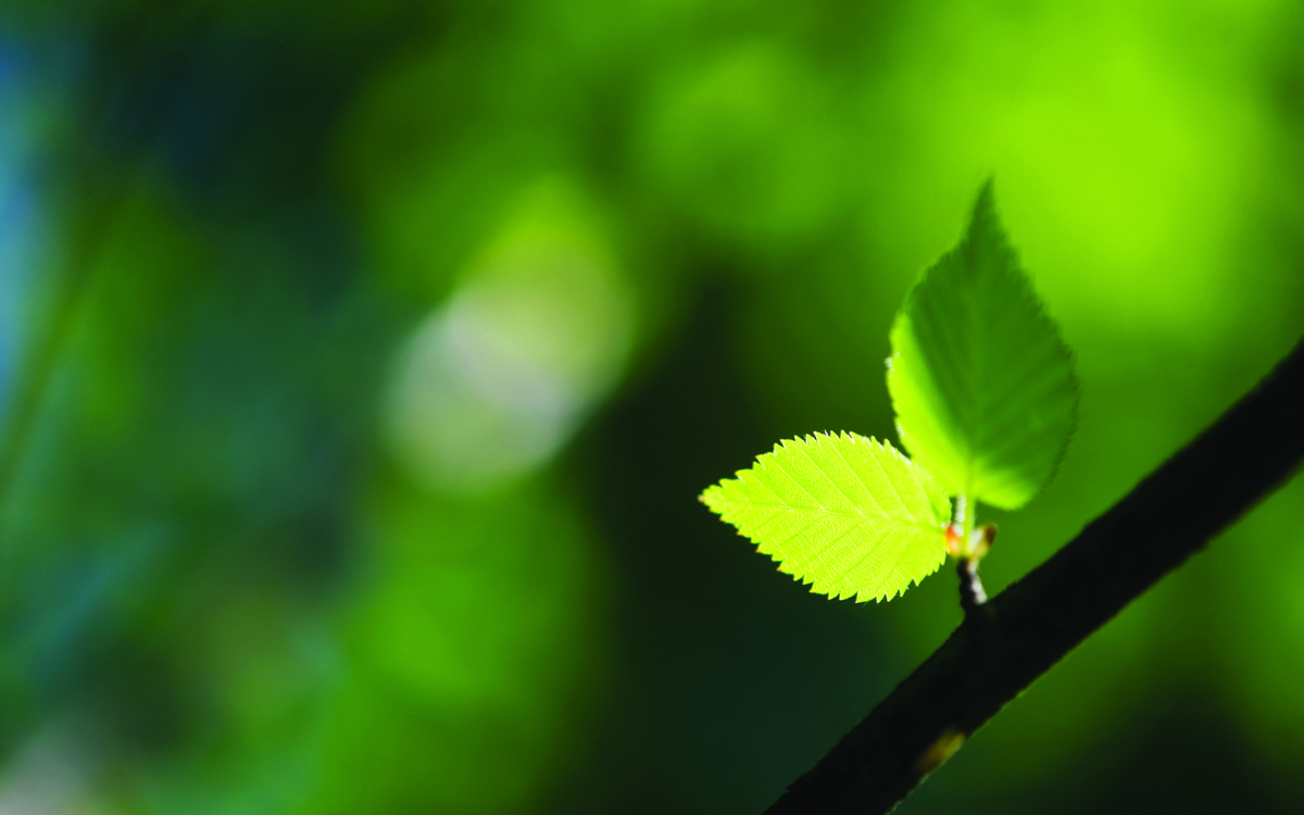 Achieving A+ ratings in the BRE Green guide