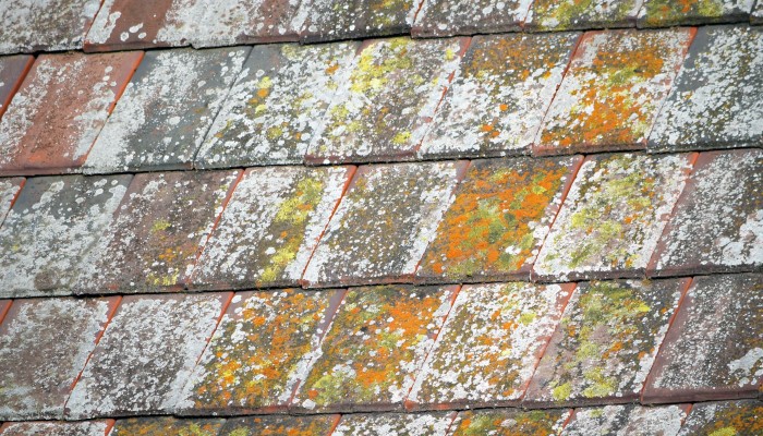 Extend the life of your roof with a good clean