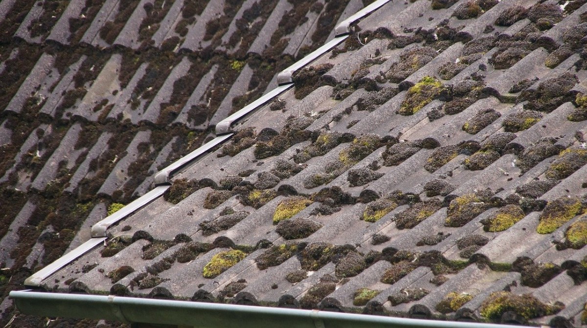 Moss and algae on the roof.