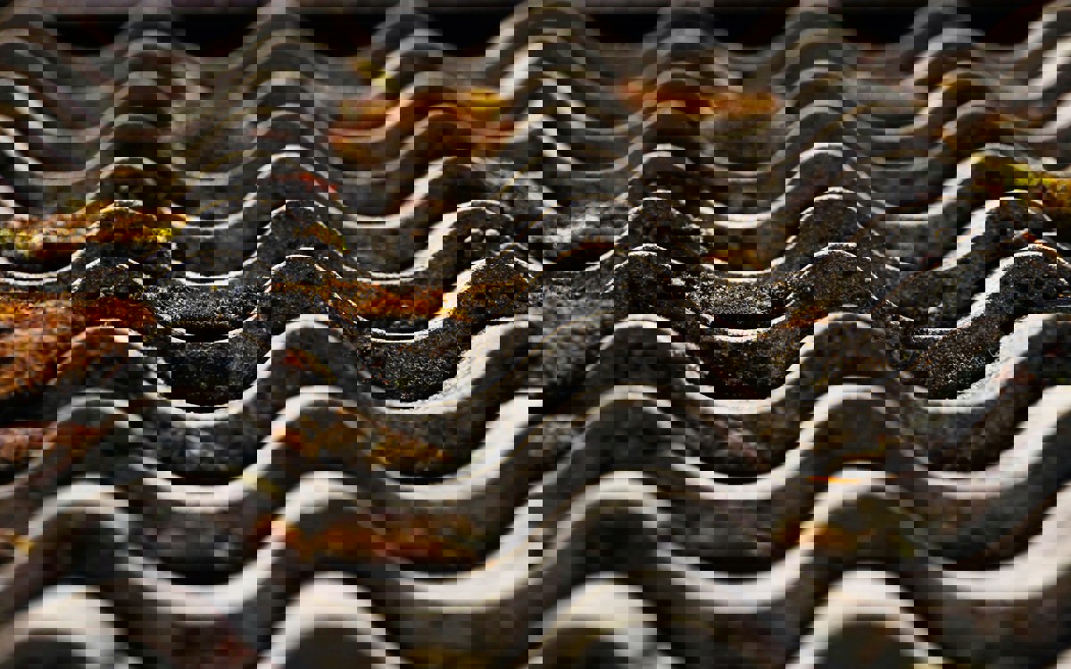 Moos ist ein guter Indikator für den Zustand Ihres Daches.