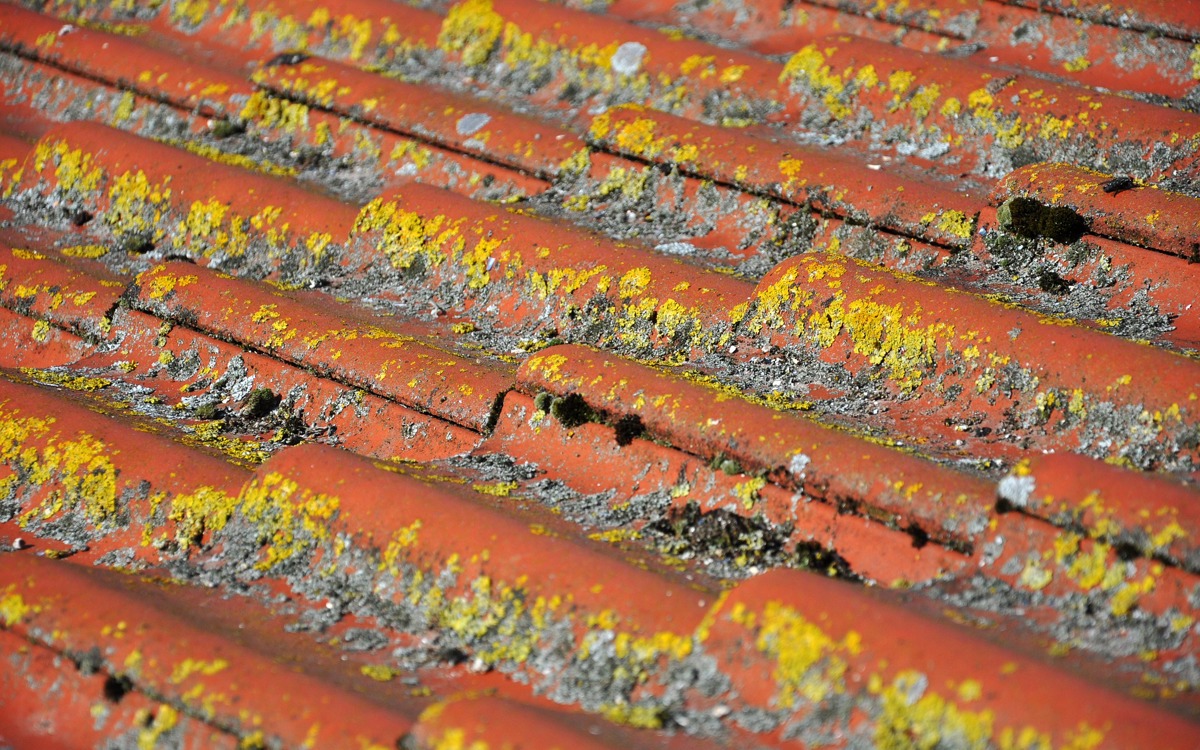 Moss on roof