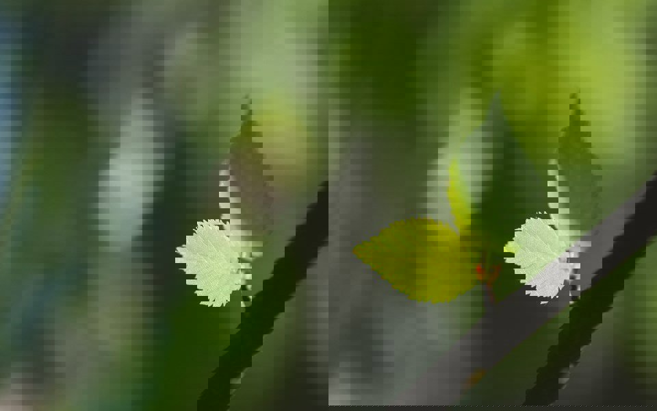 Eco-Green-1.jpg